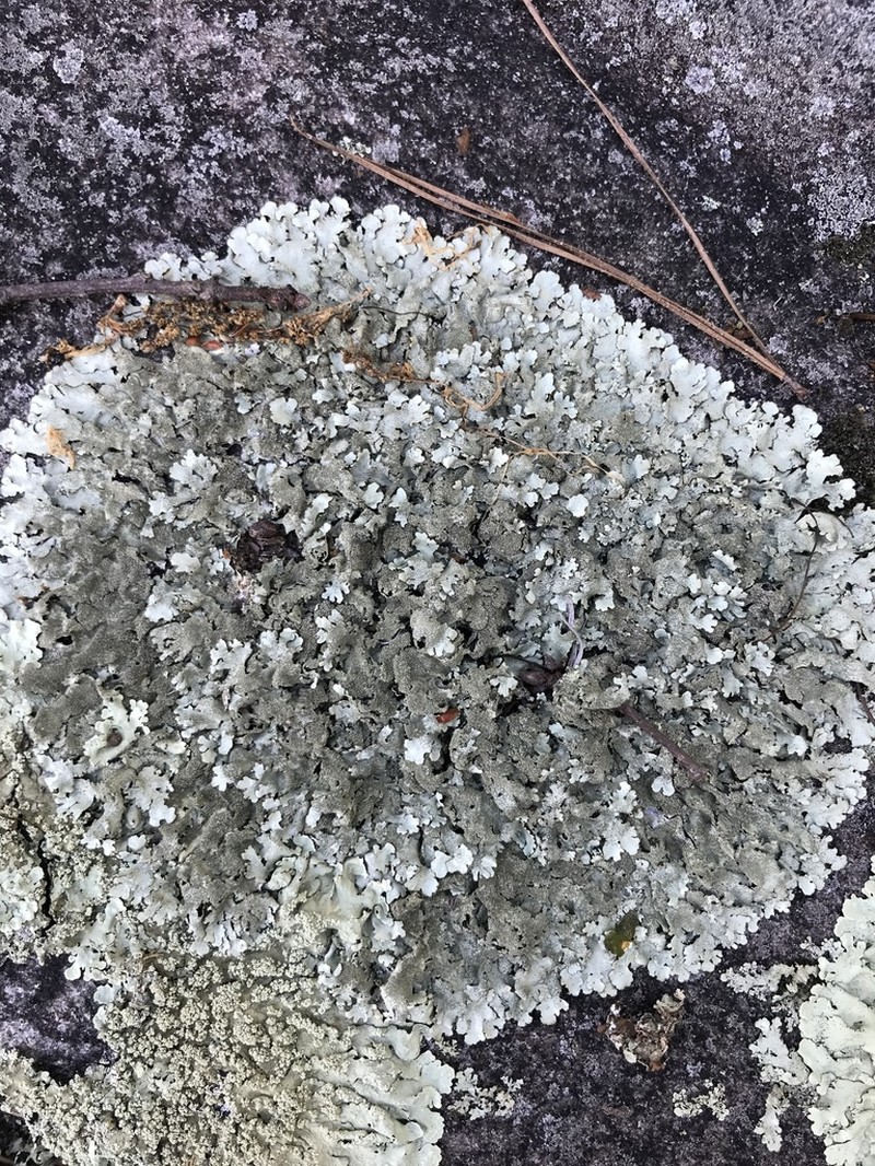 Xanthoparmelia Lichen photo 2