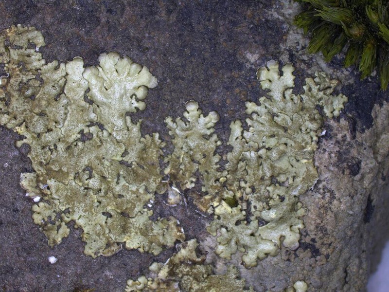 Xanthoparmelia Lichen photo 3