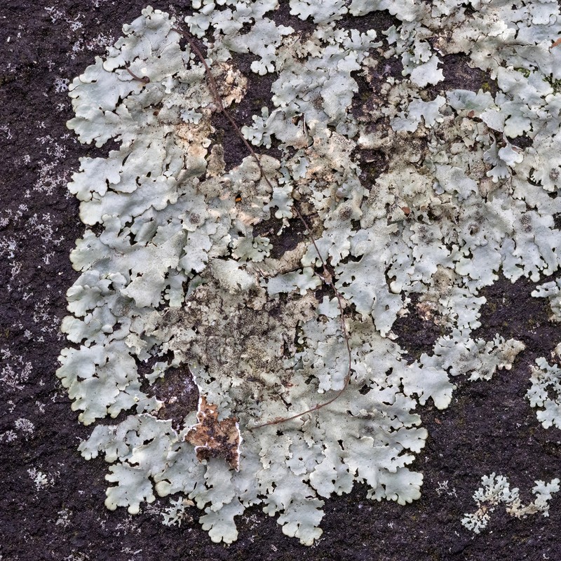 Xanthoparmelia Lichen photo 4