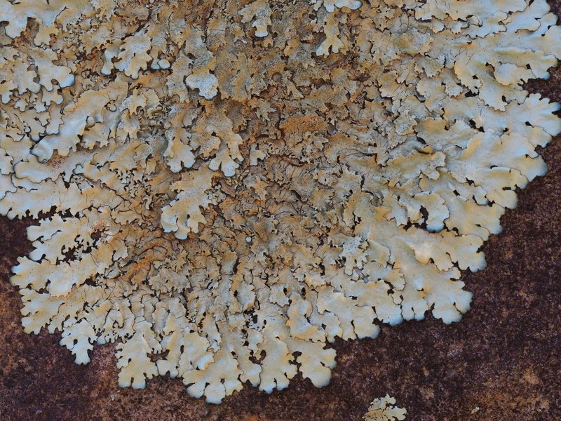 Xanthoparmelia Lichen photo 5