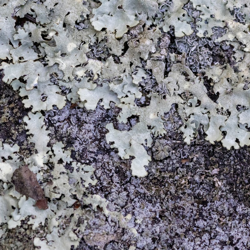 Xanthoparmelia Lichen photo 6