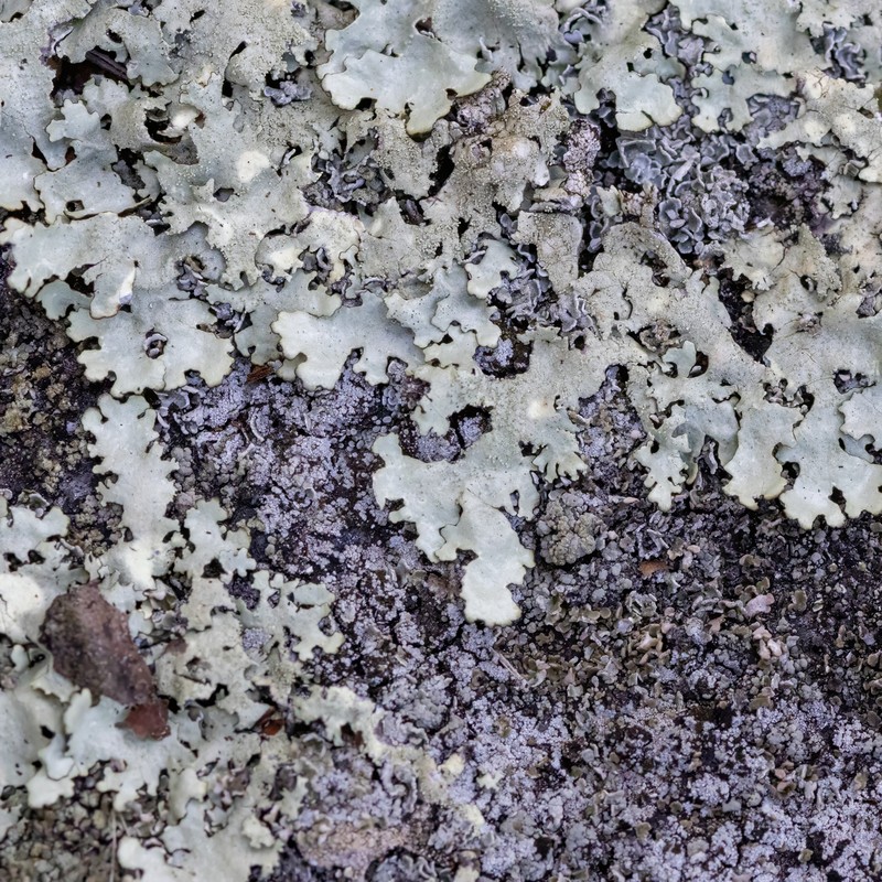 Xanthoparmelia Lichen photo 7