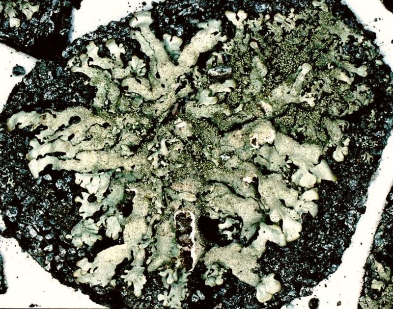 Xanthoparmelia Lichen