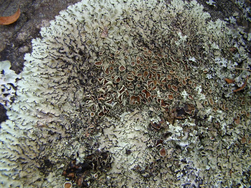 Tasmanian Xanthoparmelia Lichen