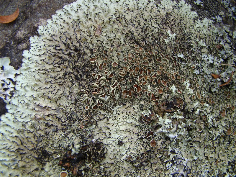 Tasmanian Xanthoparmelia Lichen photo 2