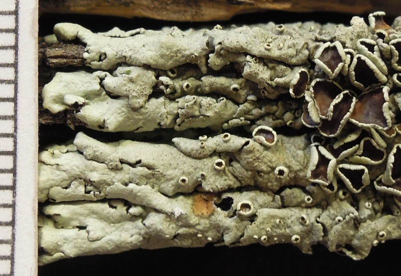 Tasmanian Xanthoparmelia Lichen photo 3