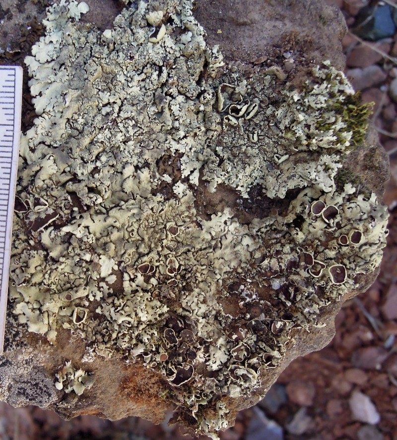 Tasmanian Xanthoparmelia Lichen photo 4