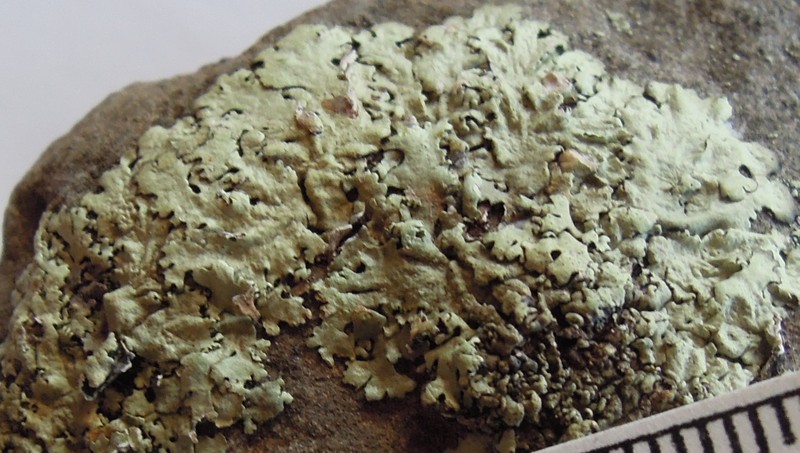 Tasmanian Xanthoparmelia Lichen photo 5