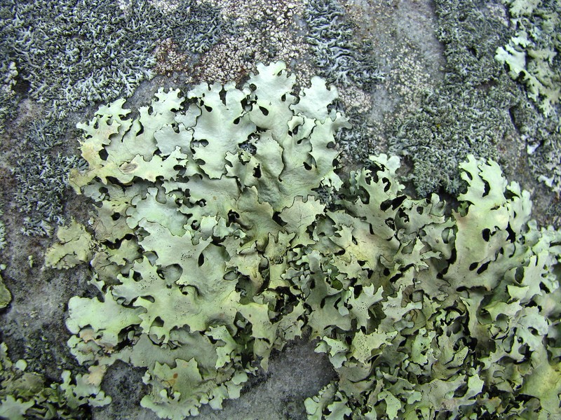 Tasmanian Xanthoparmelia Lichen photo 6