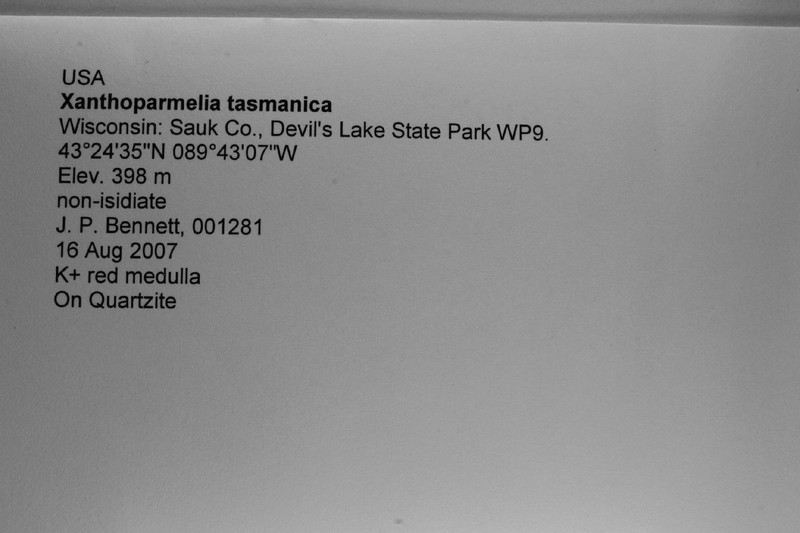 Tasmanian Xanthoparmelia Lichen photo 7
