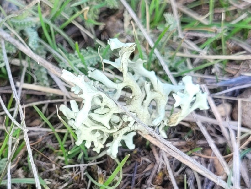 Xanthoparmelia Lichen