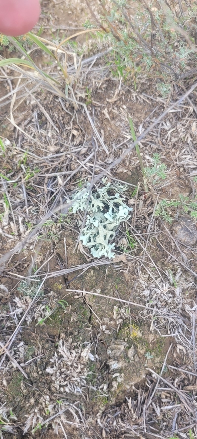 Xanthoparmelia Lichen photo 2