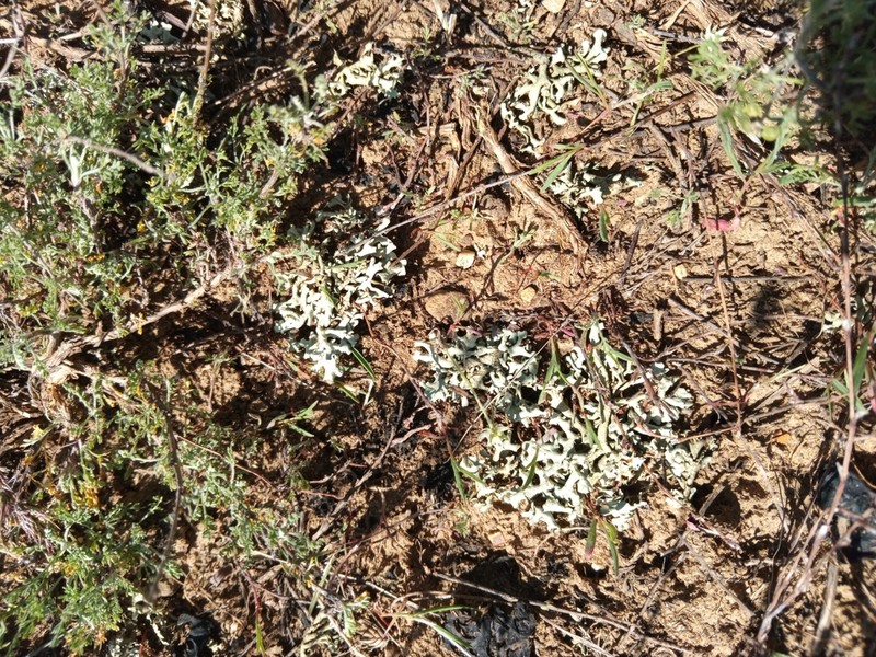 Xanthoparmelia Lichen photo 3