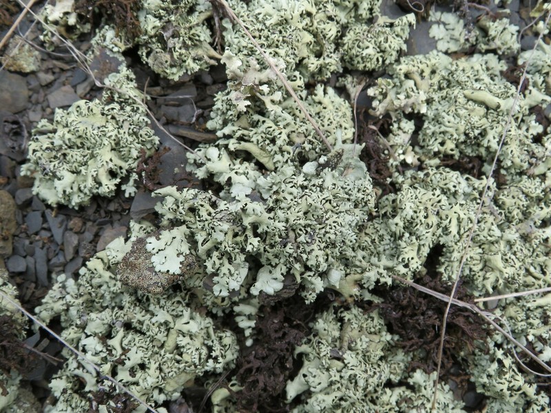 Xanthoparmelia Lichen photo 4