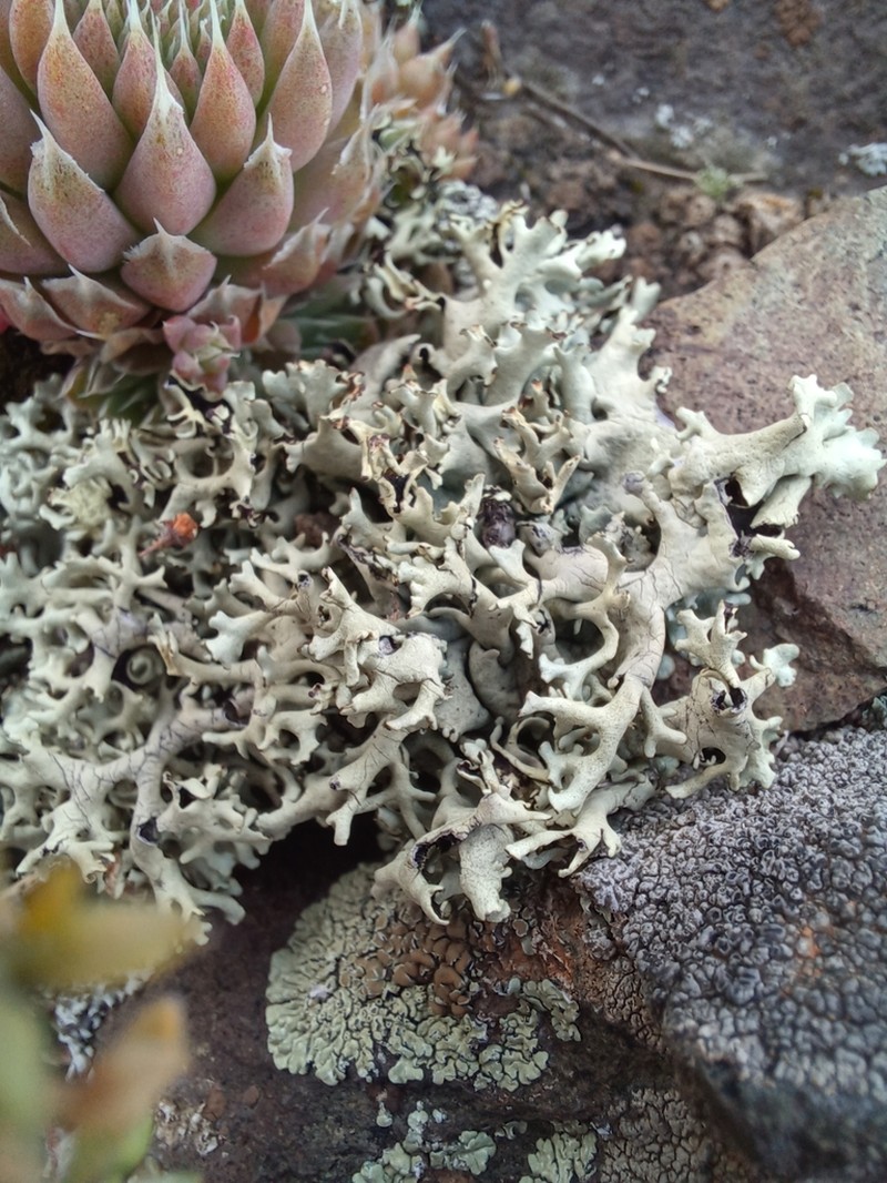 Xanthoparmelia Lichen photo 5