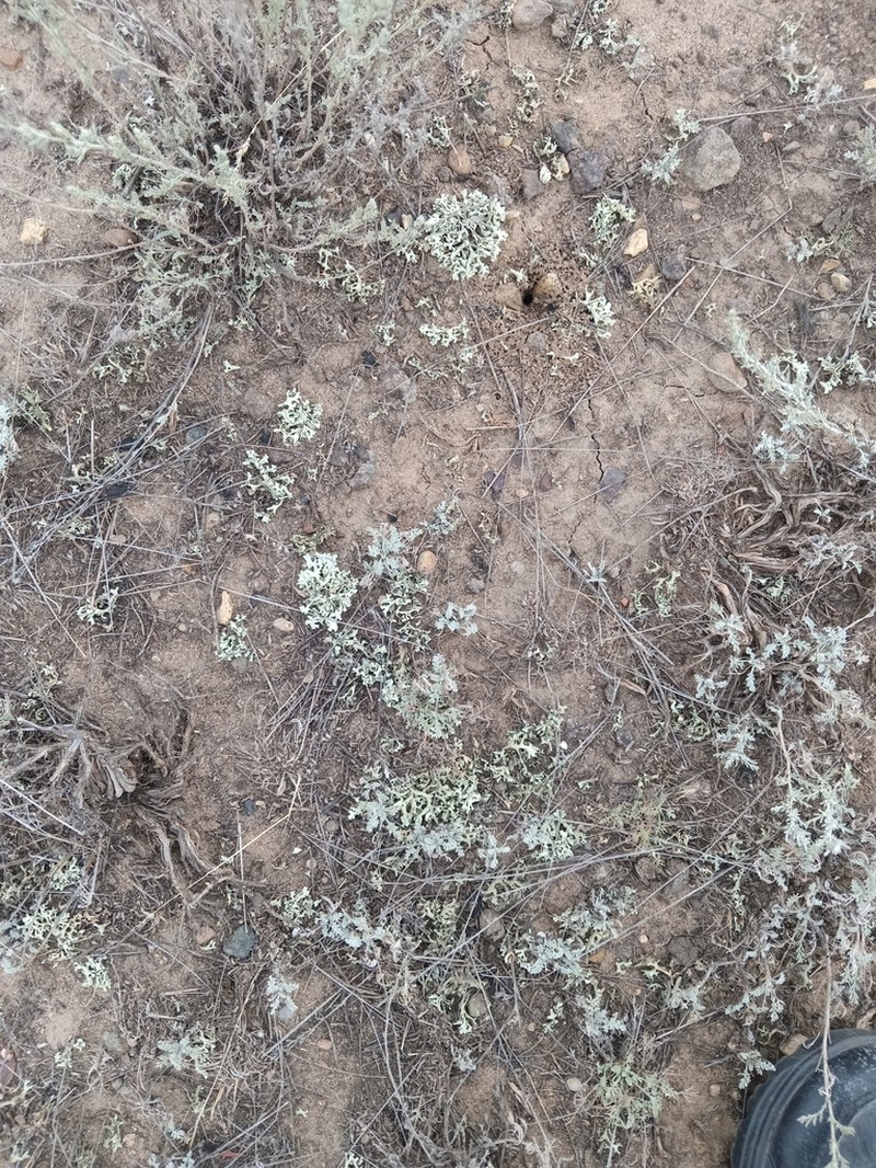 Xanthoparmelia Lichen photo 6