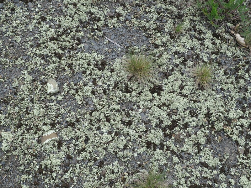 Xanthoparmelia Lichen photo 7