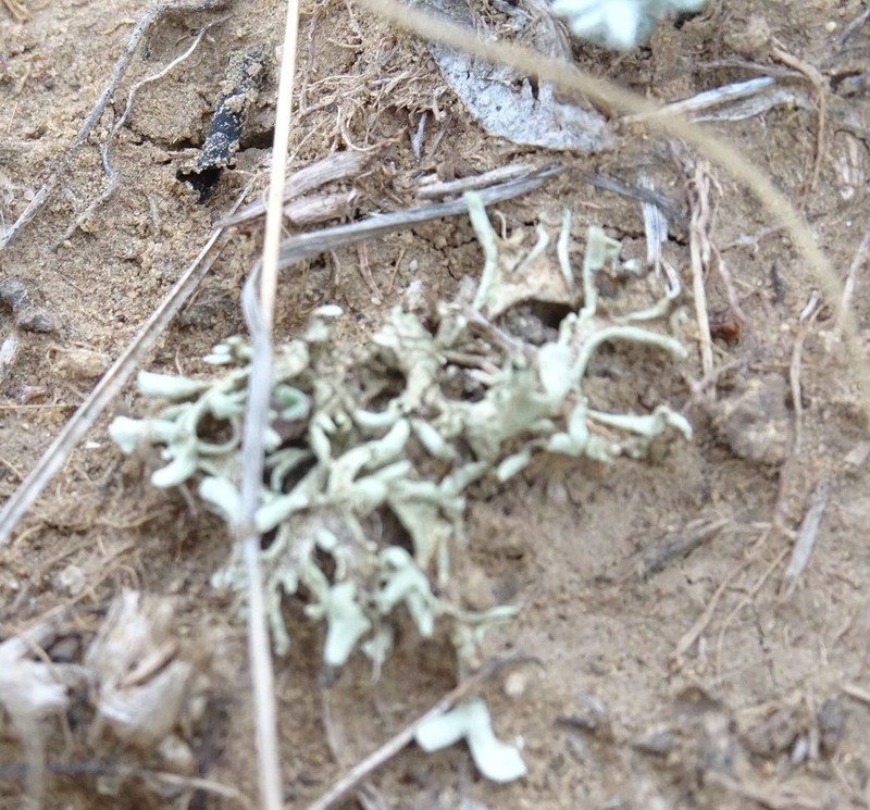 Xanthoparmelia Lichen photo 8