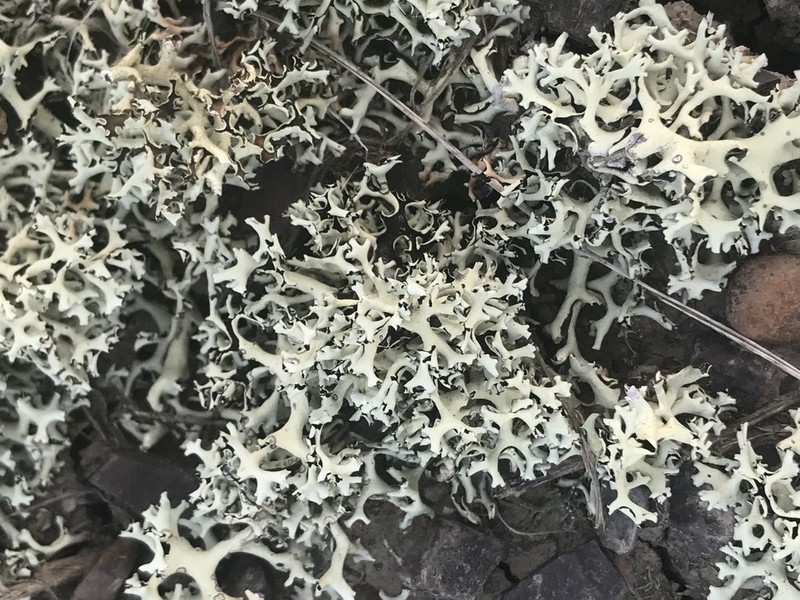 Wyoming Xanthoparmelia Lichen