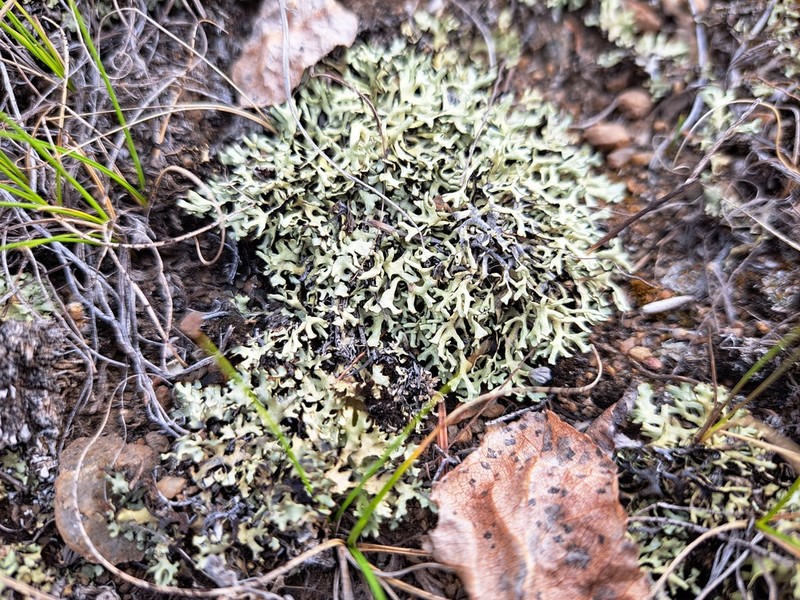 Wyoming Xanthoparmelia Lichen photo 2