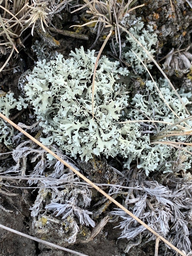 Wyoming Xanthoparmelia Lichen photo 3