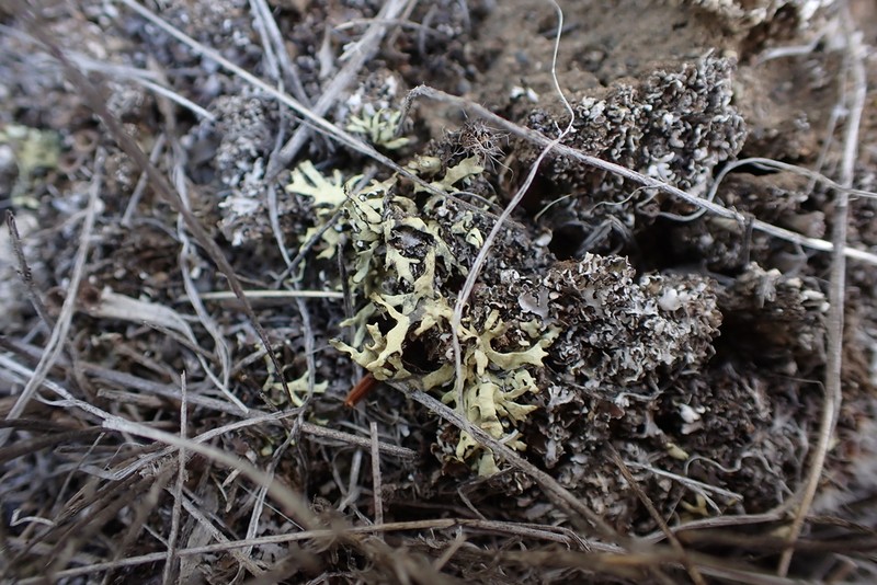 Wyoming Xanthoparmelia Lichen photo 4