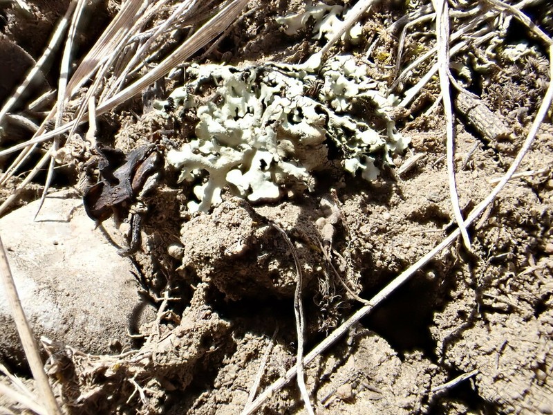 Wyoming Xanthoparmelia Lichen photo 5