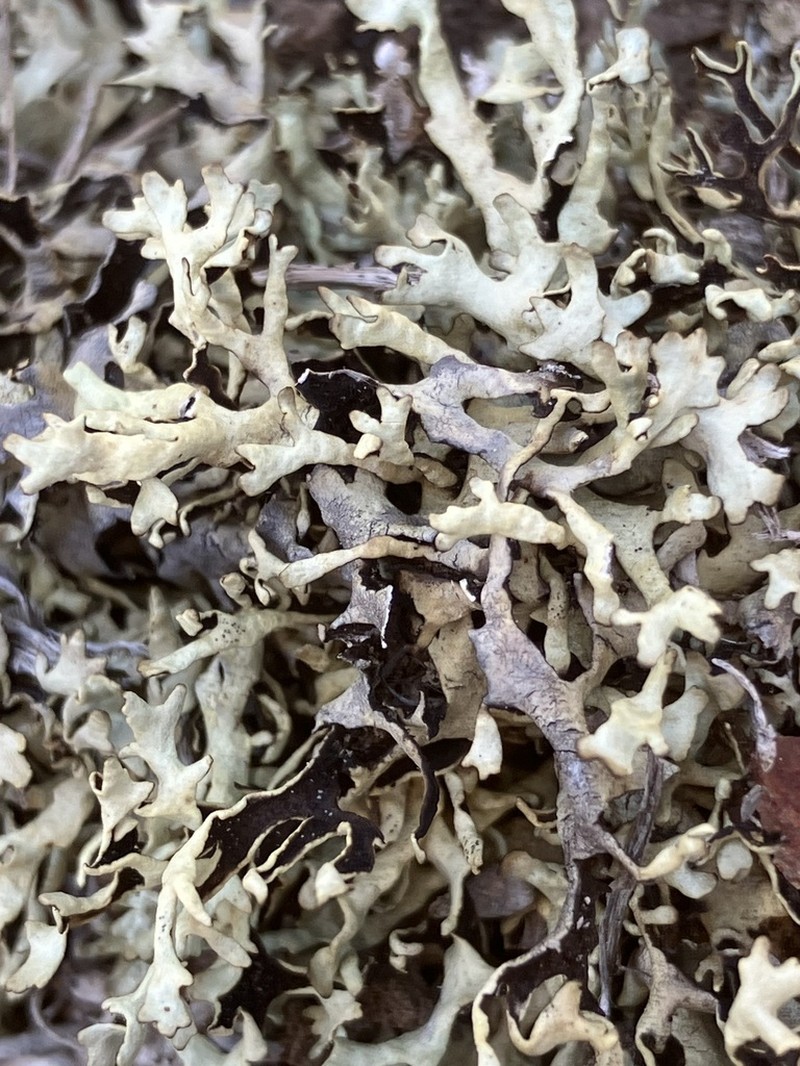 Wyoming Xanthoparmelia Lichen photo 6