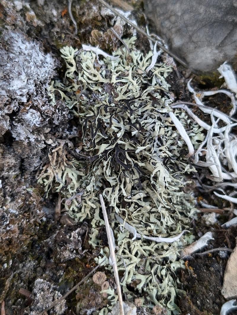 Wyoming Xanthoparmelia Lichen photo 7