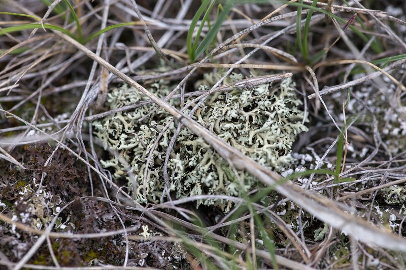 Wyoming Xanthoparmelia Lichen photo 8