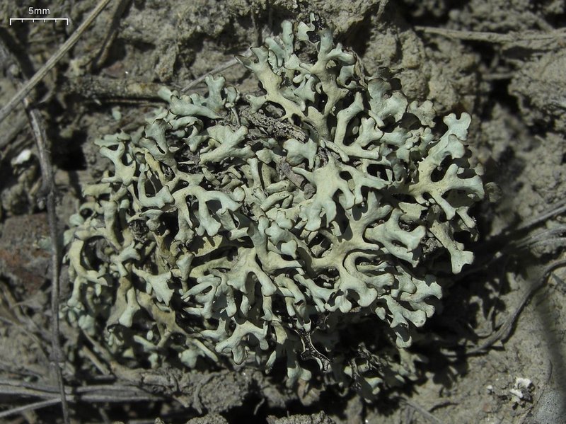 Wyoming Xanthoparmelia Lichen