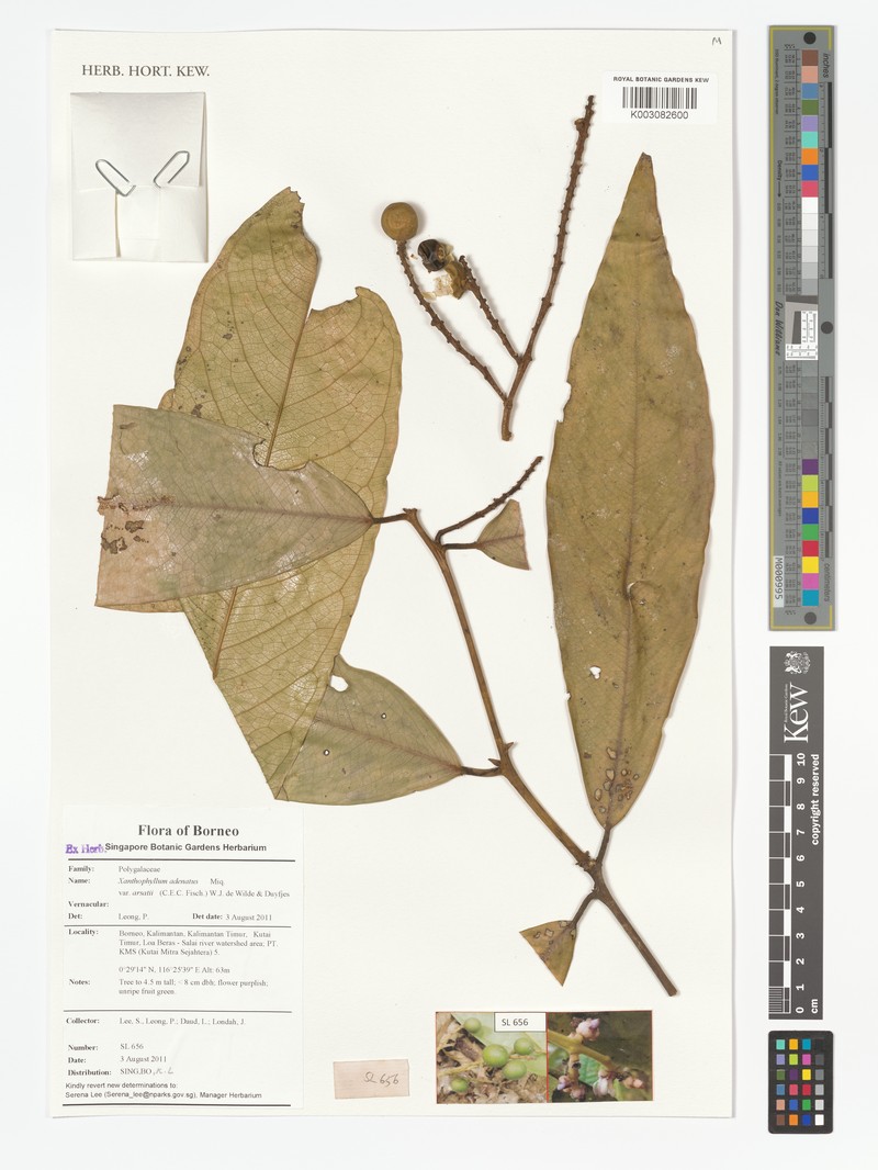 Xanthophyllum adenotus photo 3