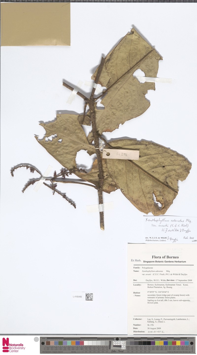 Xanthophyllum adenotus photo 4