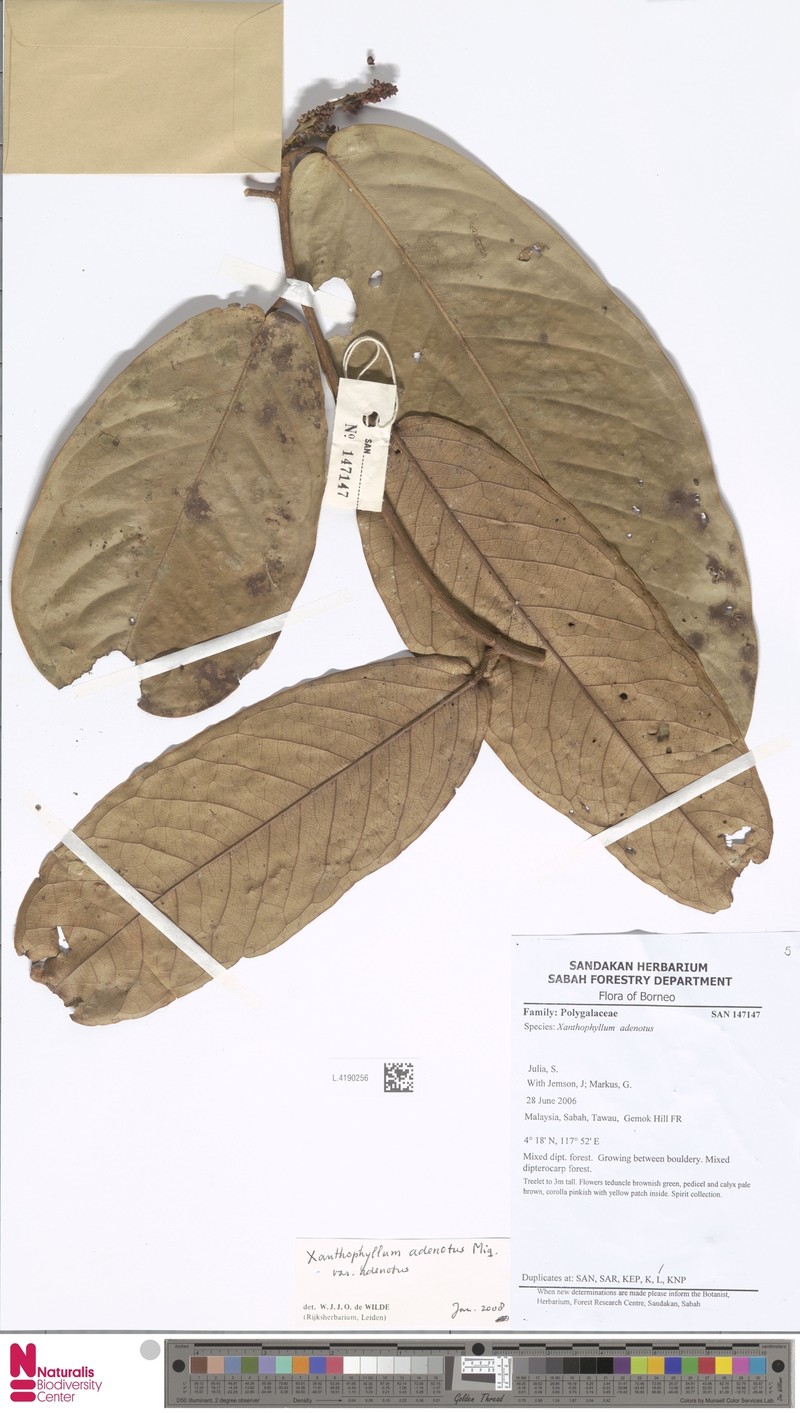 Xanthophyllum adenotus var. adenotus