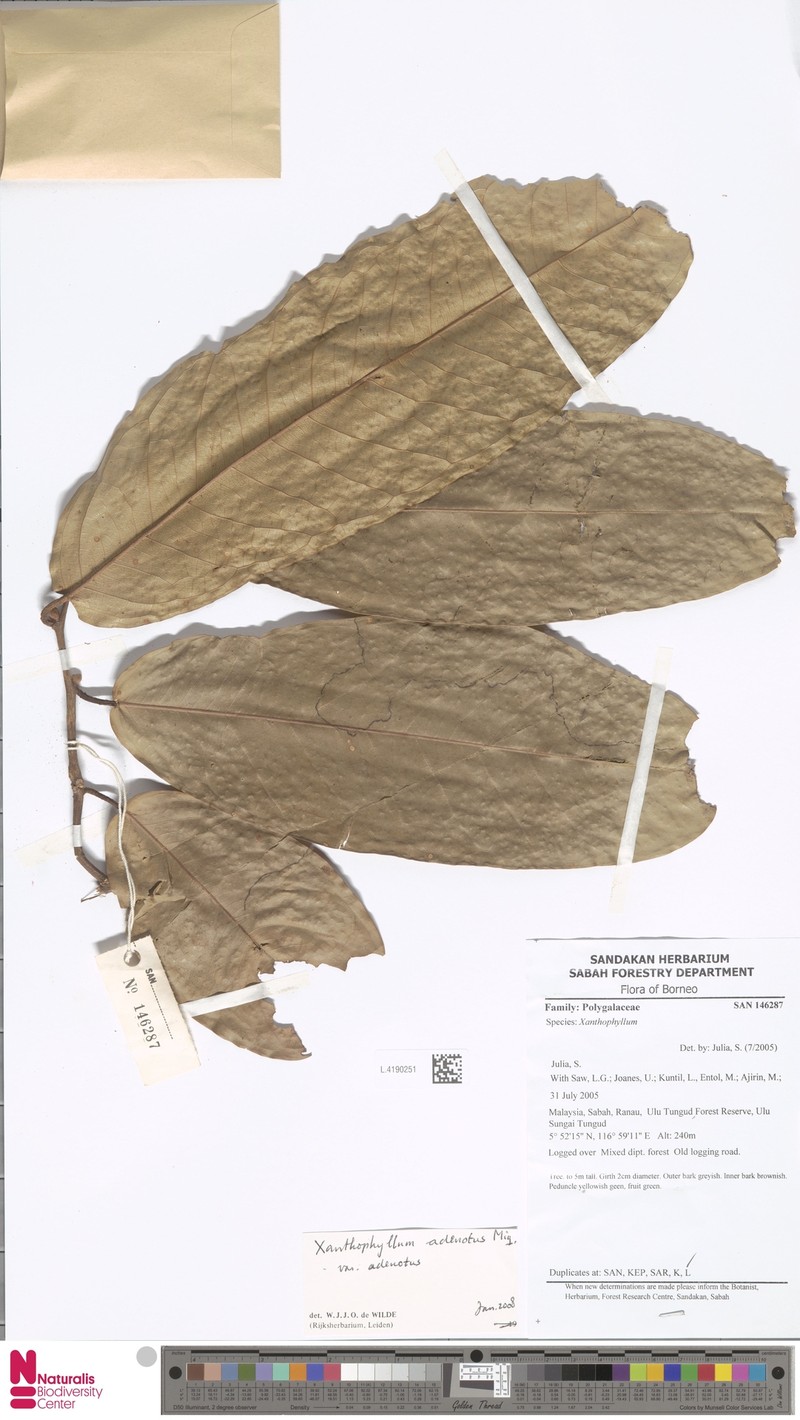 Xanthophyllum adenotus var. adenotus photo 2