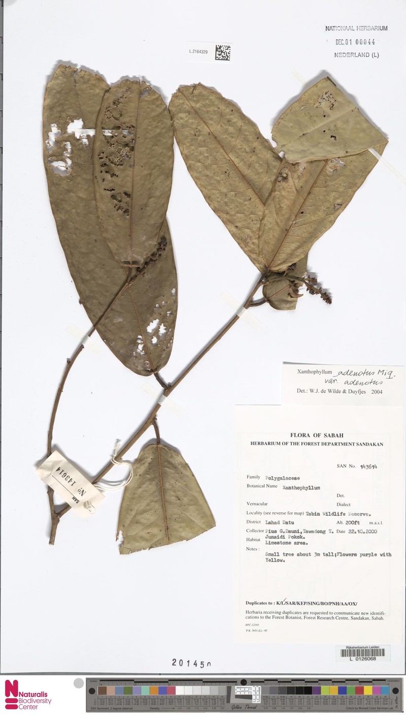 Xanthophyllum adenotus var. adenotus photo 3
