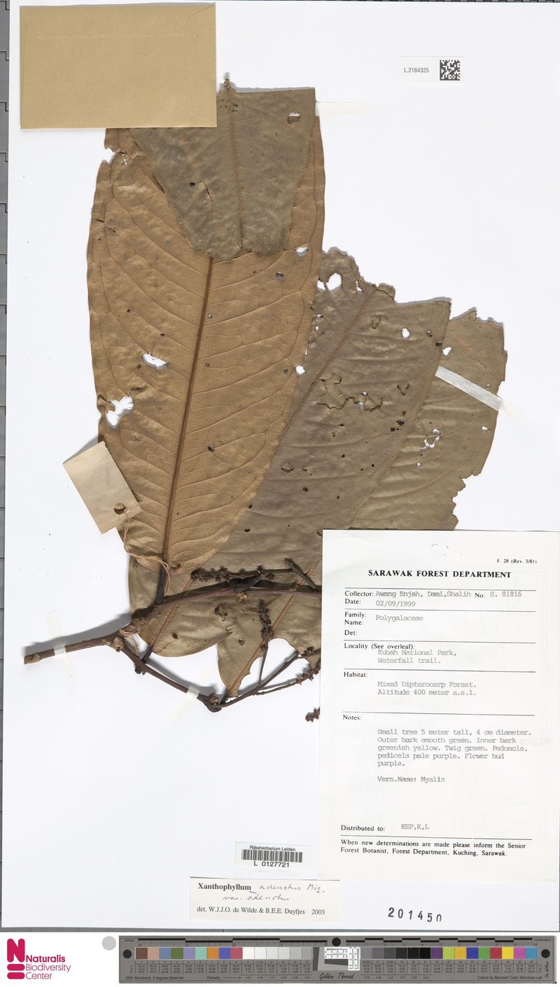 Xanthophyllum adenotus var. adenotus photo 4
