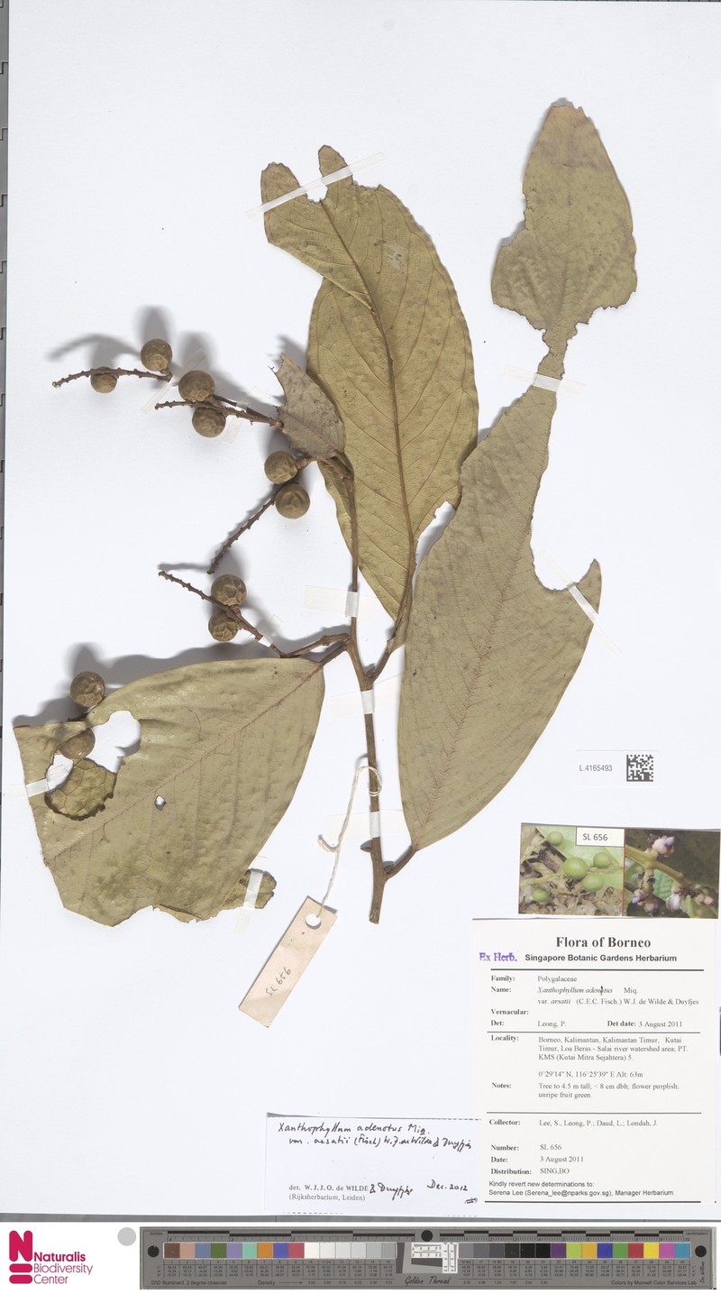 Xanthophyllum adenotus var. arsatii