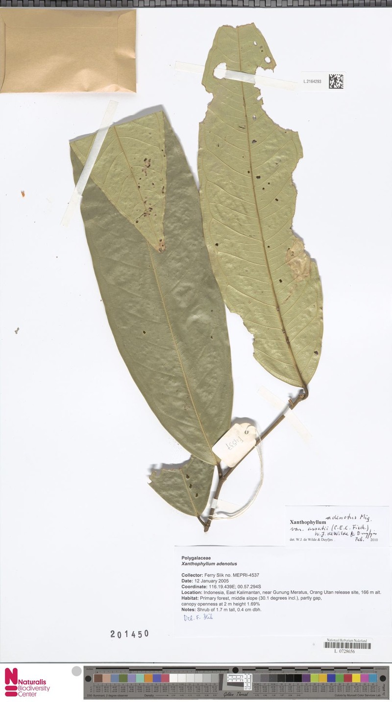 Xanthophyllum adenotus var. arsatii photo 2