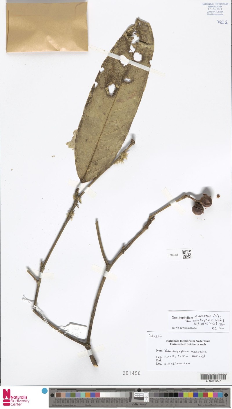Xanthophyllum adenotus var. arsatii photo 3