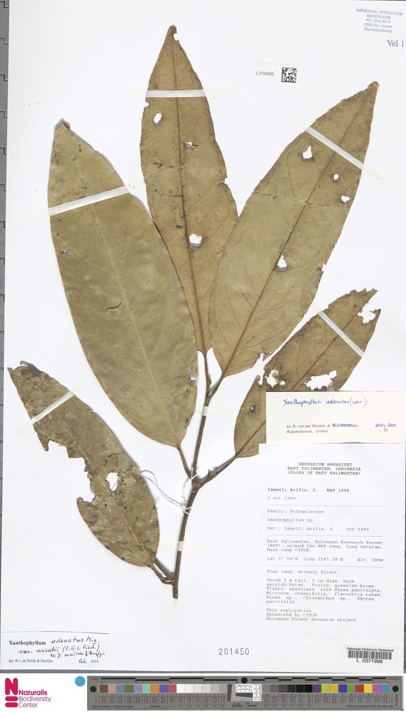 Xanthophyllum adenotus var. arsatii photo 4
