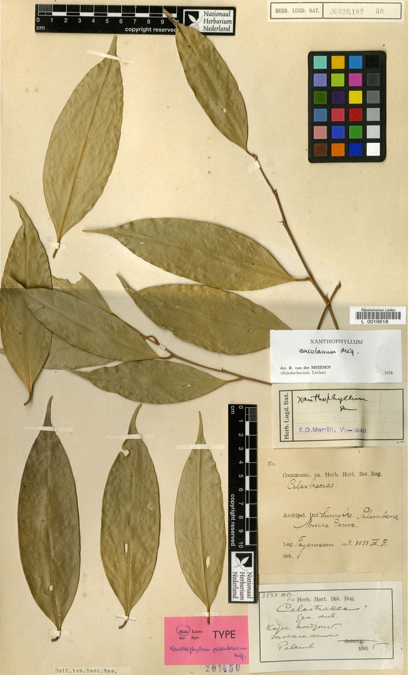 Xanthophyllum ancolanum