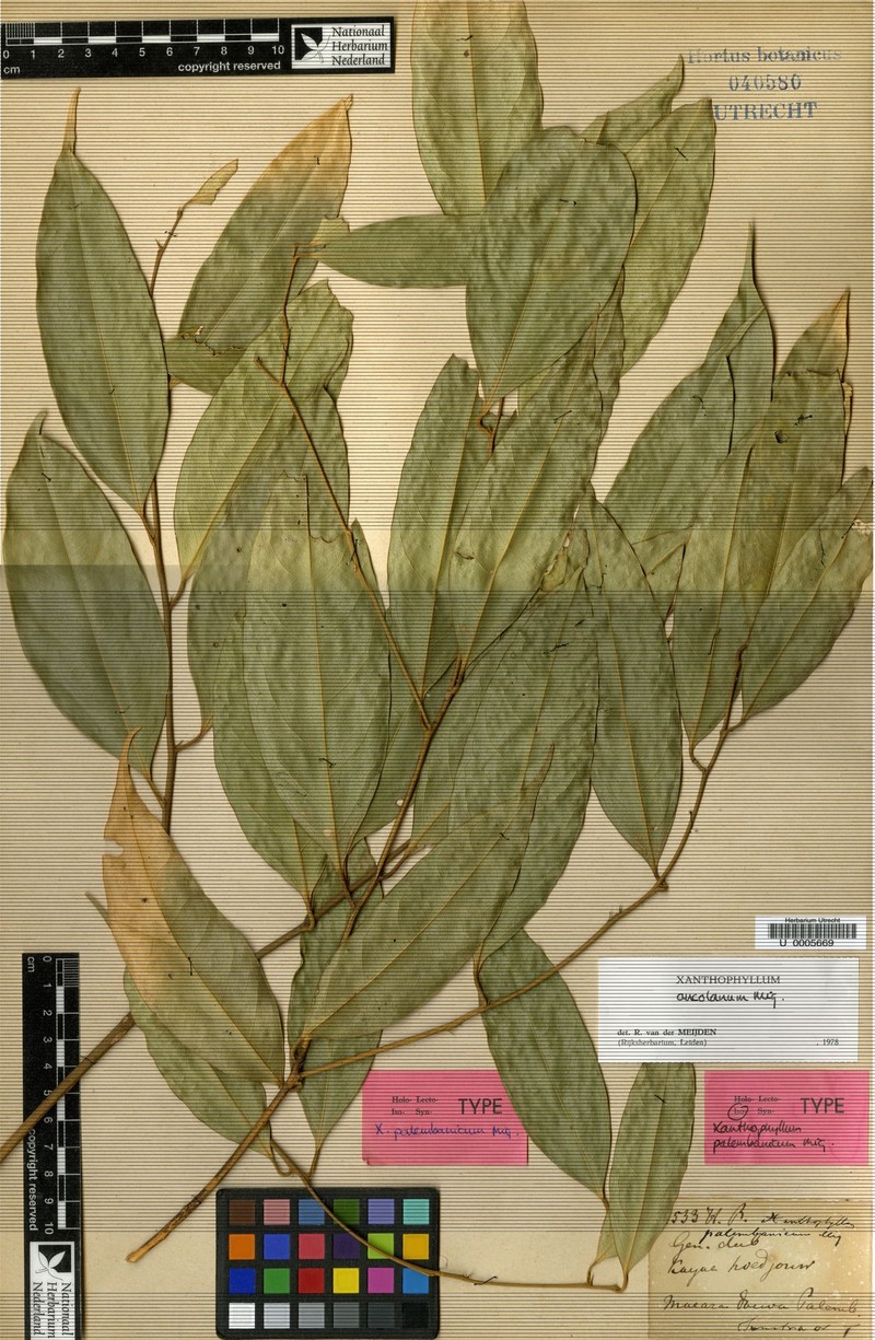 Xanthophyllum ancolanum photo 2