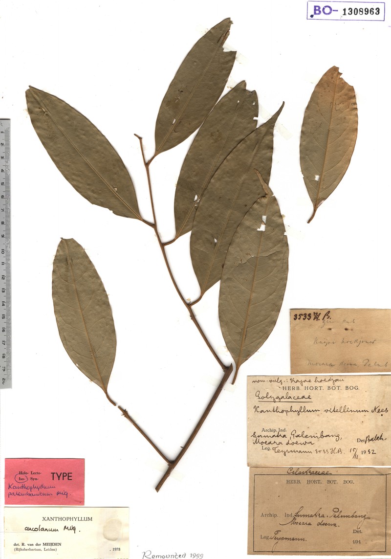 Xanthophyllum ancolanum photo 3