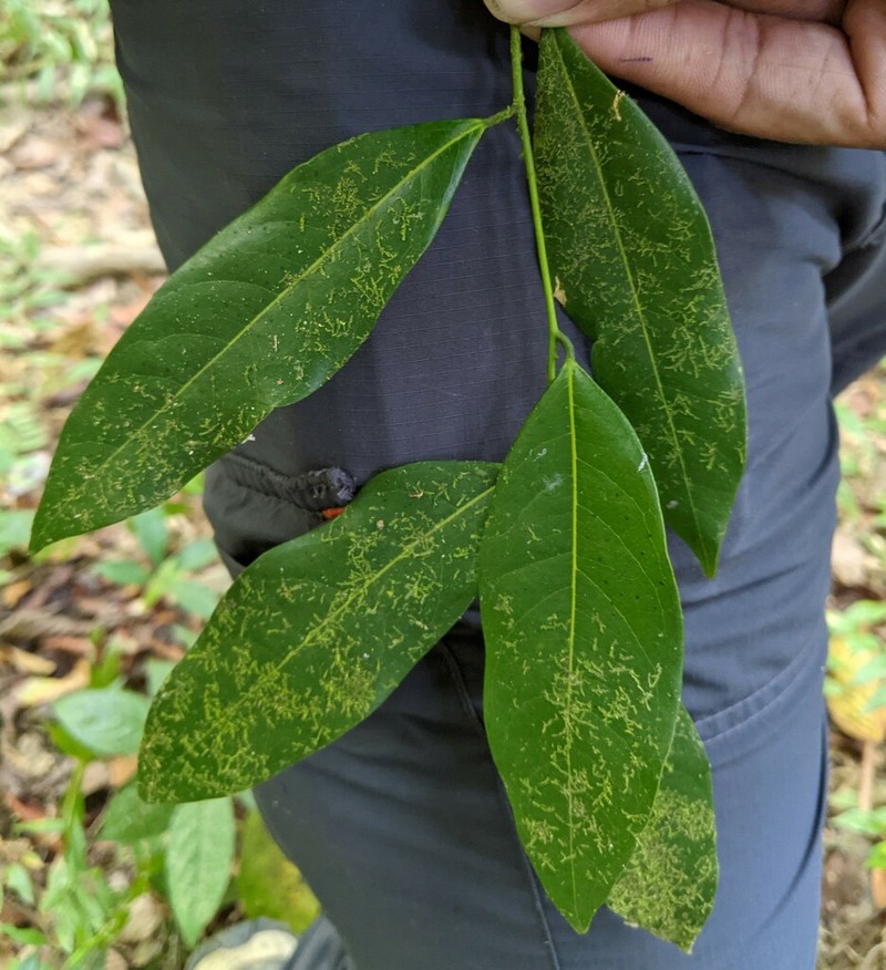 Xanthophyllum andamanicum