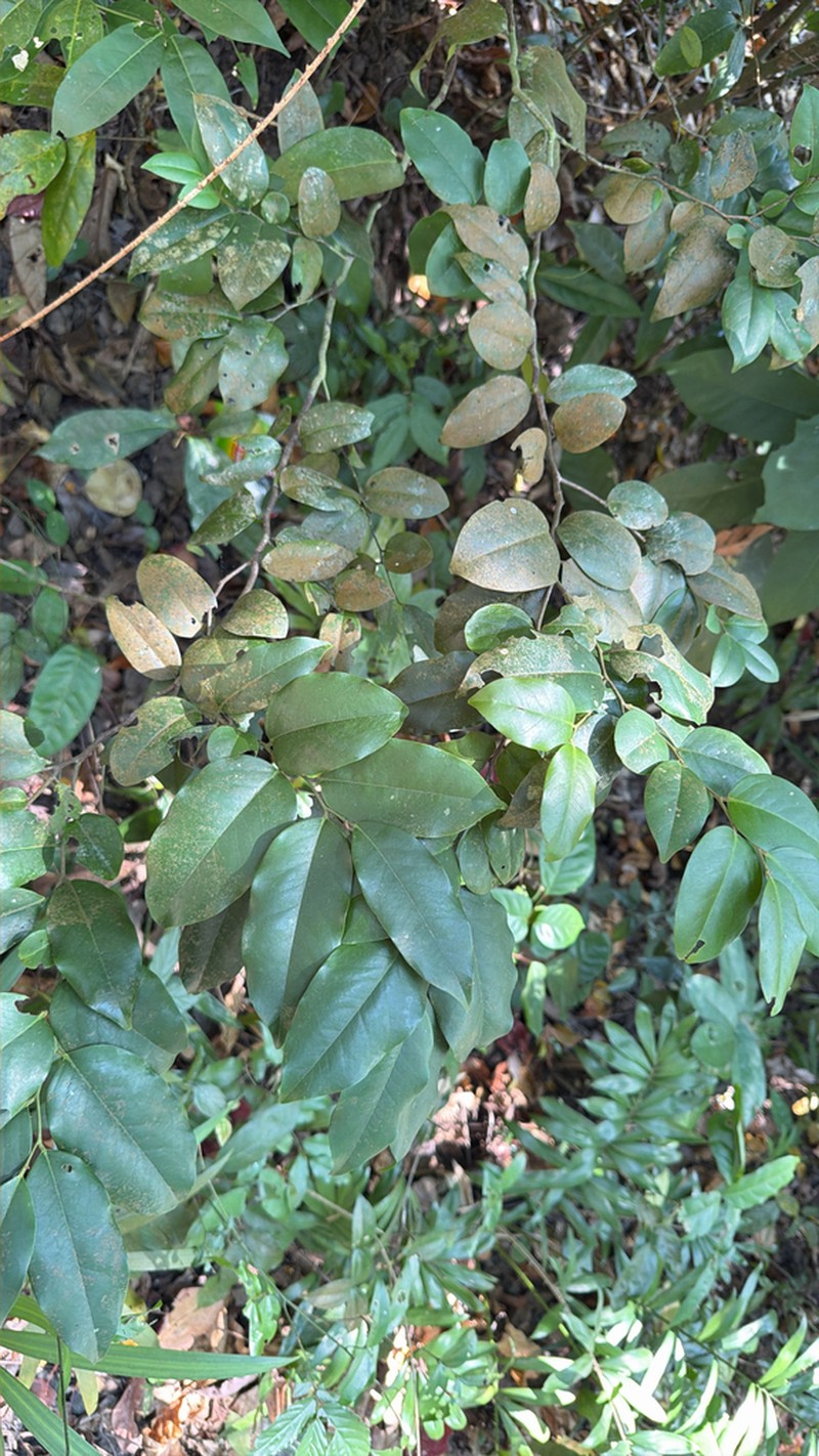 Xanthophyllum andamanicum photo 2