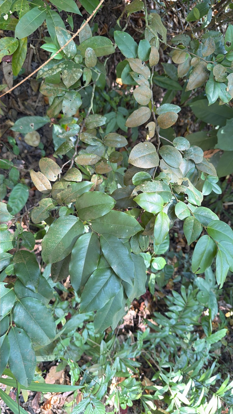 Xanthophyllum andamanicum photo 3
