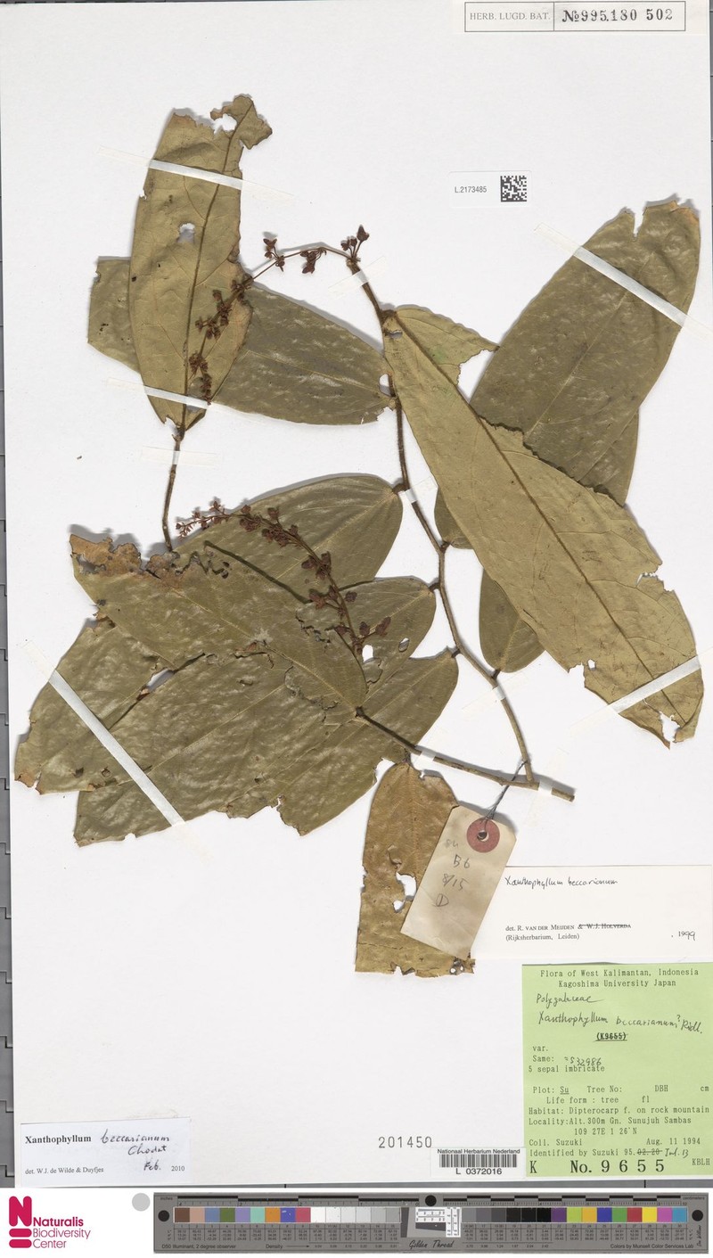 Xanthophyllum beccarianum
