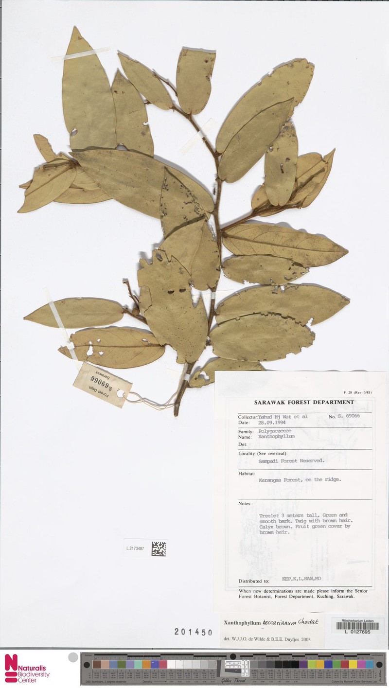 Xanthophyllum beccarianum photo 2