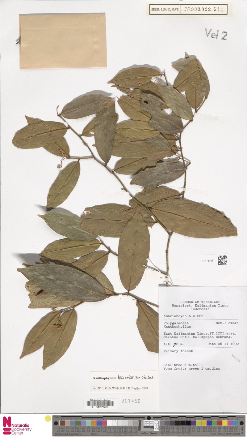 Xanthophyllum beccarianum photo 3